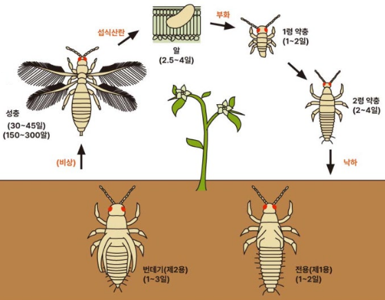 이미지 출처 : 농촌진흥청
